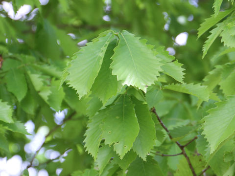 Quercus cuspidata