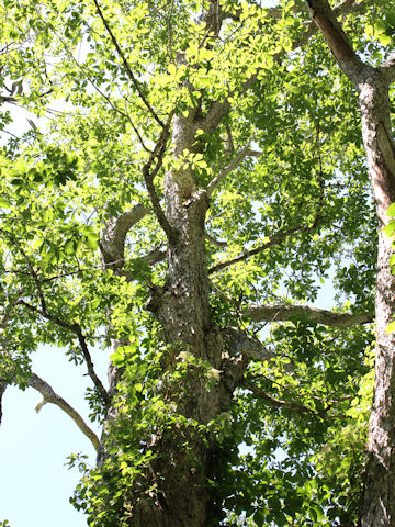 Quercus cuspidata