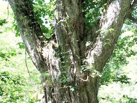 Quercus cuspidata