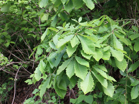 Quercus cuspidata