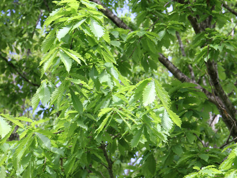 Quercus cuspidata