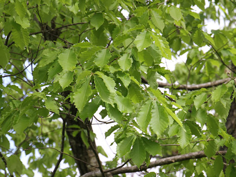 Quercus cuspidata