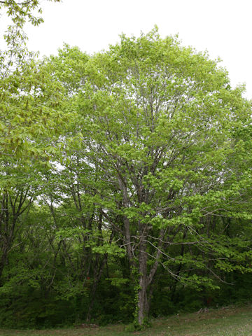 Quercus cuspidata