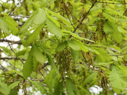 Quercus cuspidata