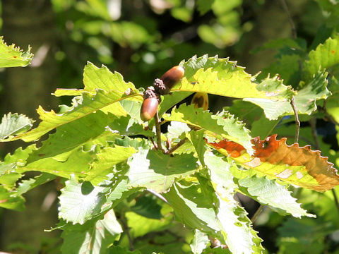 Quercus cuspidata