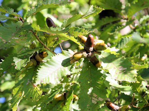 Quercus cuspidata