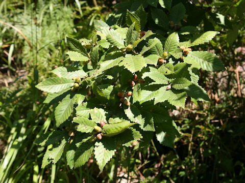 Quercus cuspidata