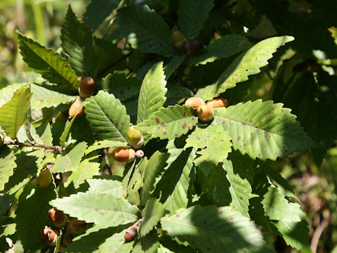 Quercus cuspidata