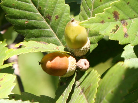 Quercus cuspidata