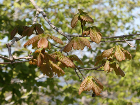 Quercus cuspidata