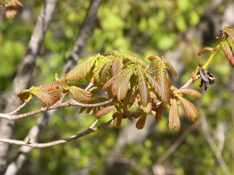 Quercus cuspidata