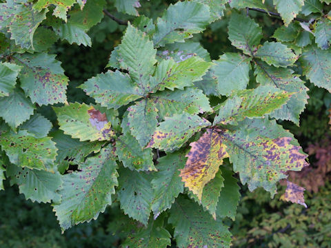 Quercus cuspidata