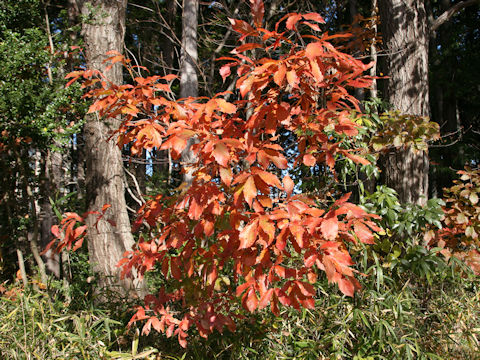 Quercus cuspidata