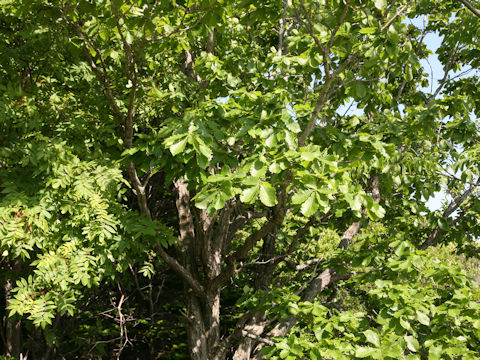 Quercus cuspidata