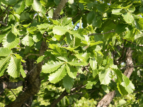 Quercus cuspidata