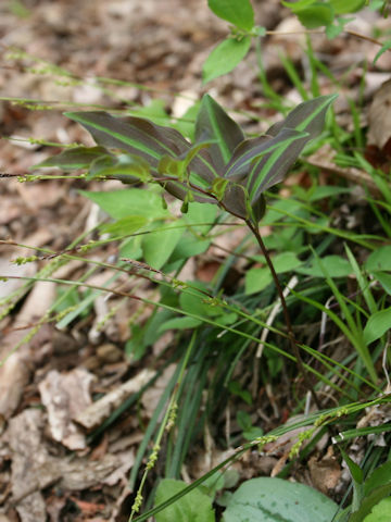 Polygonatum lasianthum