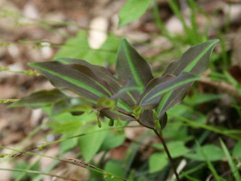 Polygonatum lasianthum