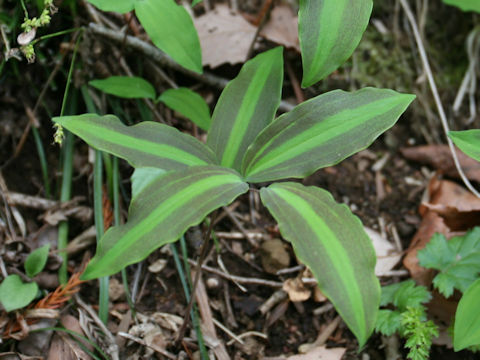 Polygonatum lasianthum