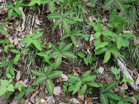 Polygonatum lasianthum