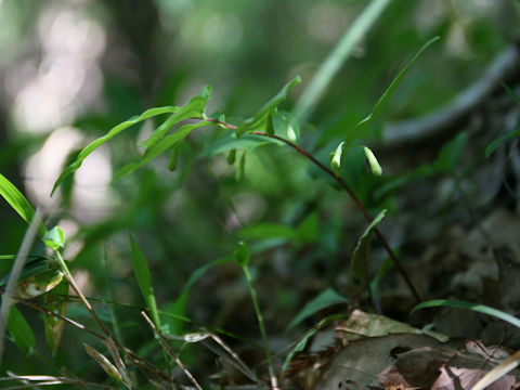 Polygonatum lasianthum