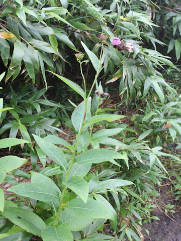 Cirsium alpicola