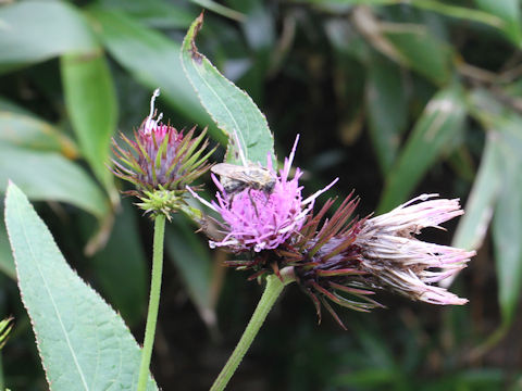 Cirsium alpicola