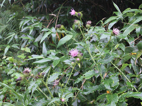 Cirsium alpicola