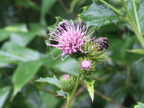 Cirsium alpicola