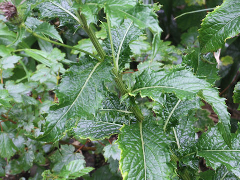 Cirsium alpicola