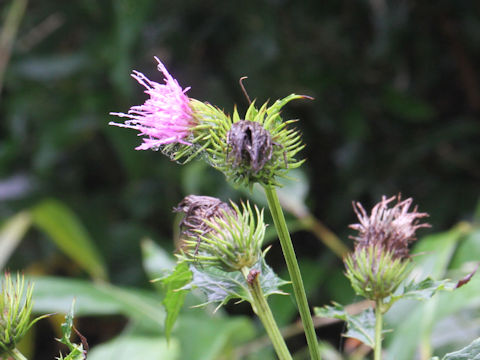 Cirsium alpicola