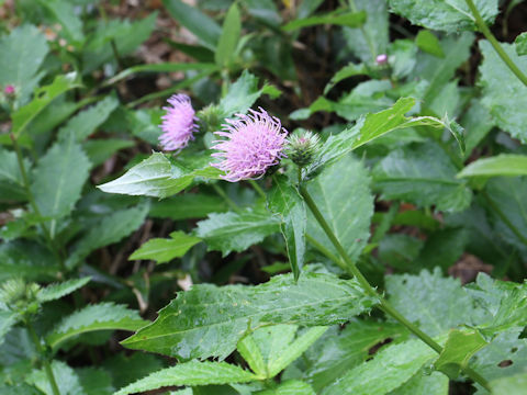 Cirsium alpicola