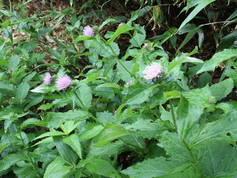 Cirsium alpicola