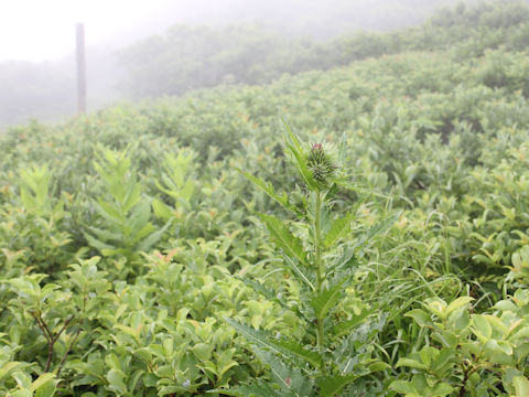 Cirsium alpicola