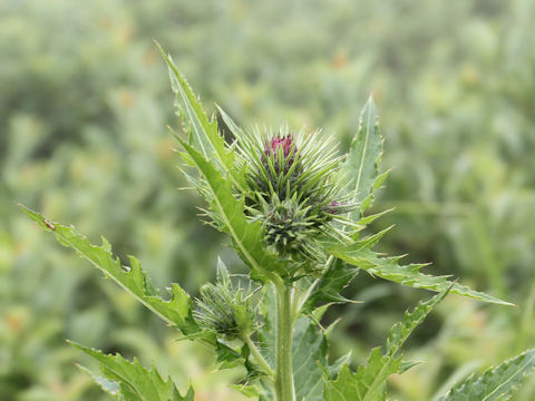 Cirsium alpicola