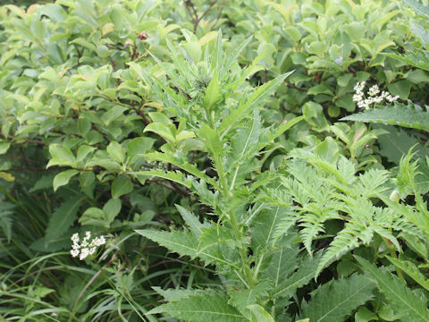 Cirsium alpicola