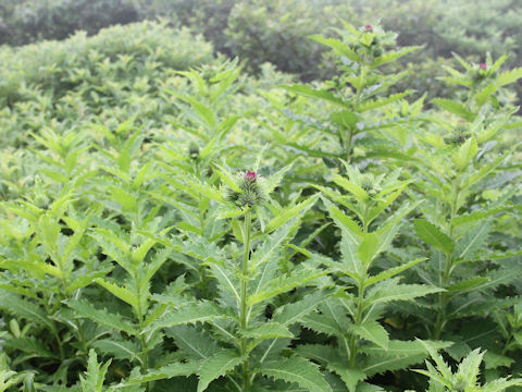 Cirsium alpicola