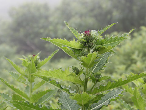 Cirsium alpicola