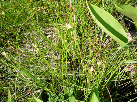 Scirpus caespitosus