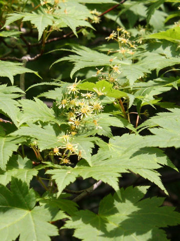 Acer tschonoskii