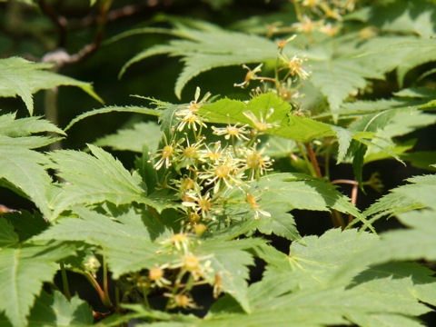 Acer tschonoskii