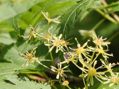 Acer tschonoskii