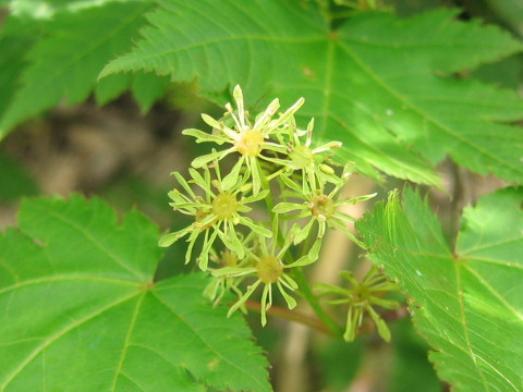 Acer tschonoskii