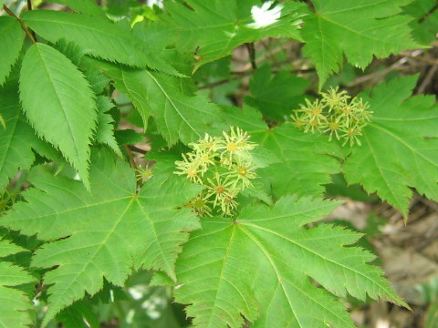 Acer tschonoskii