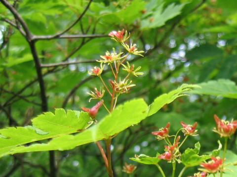 Acer tschonoskii