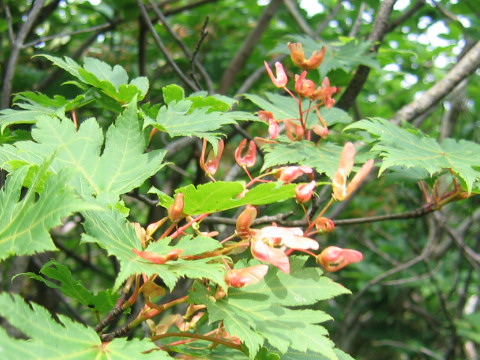 Acer tschonoskii