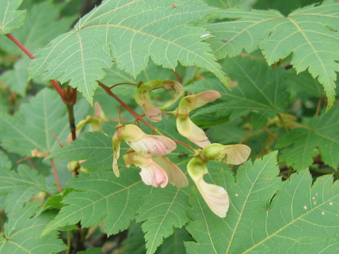 Acer tschonoskii