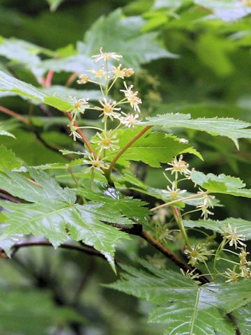 Acer tschonoskii