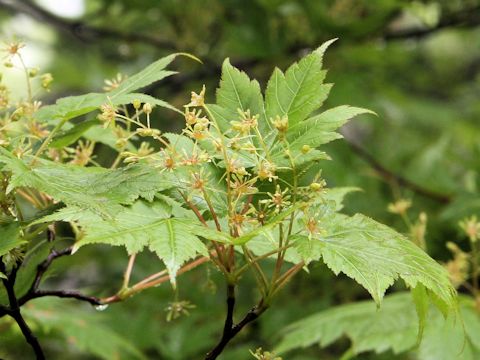 Acer tschonoskii