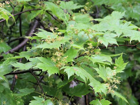 Acer tschonoskii