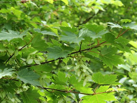 Acer tschonoskii